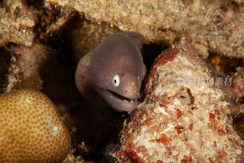 巨型马里鳗鱼(Gymnothorax javanicus)默里